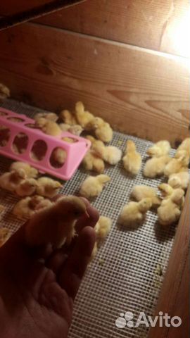 Перепела суточные и подрощенные