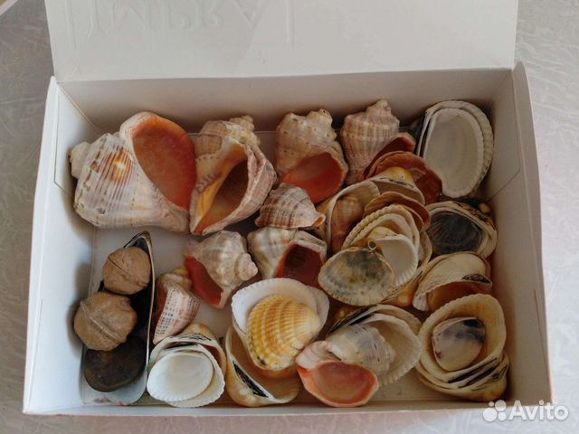 Ракушки и раковины с берегов Черного Моря