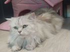 Персидская кошка бесплатно бронь до 18. 09 объявление продам
