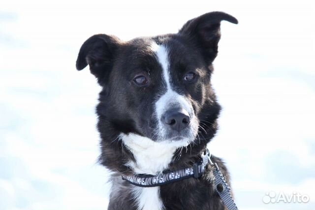 Небольшая молоденькая собачка Руна