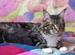 Котята мейн-кун купить в Курске | Животные и зоотовары | Авито