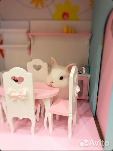 Красавчики маленькие кролики