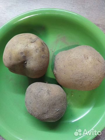 Домашние овощи