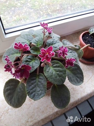 Фиалки, глоксинии-тидеи