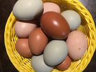 Инкубационное яйцо цветное объявление продам