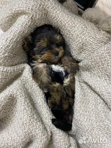 Йоркширский терьер щенки девочки и мальчики