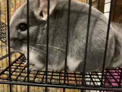 are chinchilla legal in australia