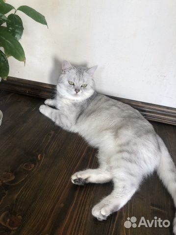 Шотландский кот на вязку