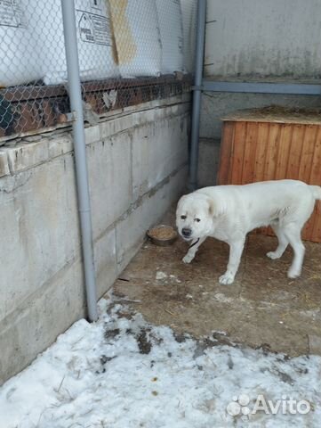 Отдам в добрые руки Алабая