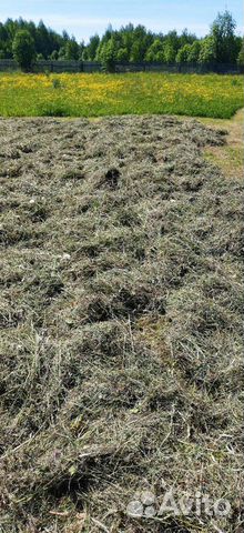 Свежее Сено