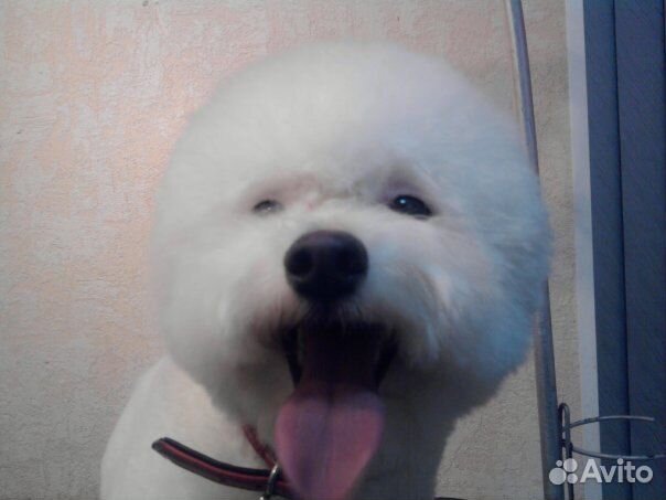 Курсы груминга. Курсы стрижки собак. Обучение