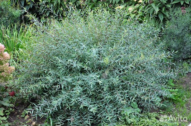 Декоративные растения. Ивы