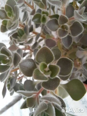 Аихризон дерево любви