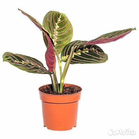 Маранта трехцветная