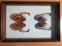 сушеные бабочки 1978