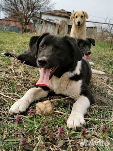 Молодая собака около года