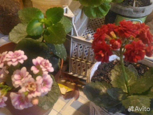 Каланхоэ лечебносортовое. Толстянка. Герань. Калла