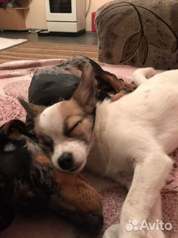 Передержка животных, догситтер, зооняня