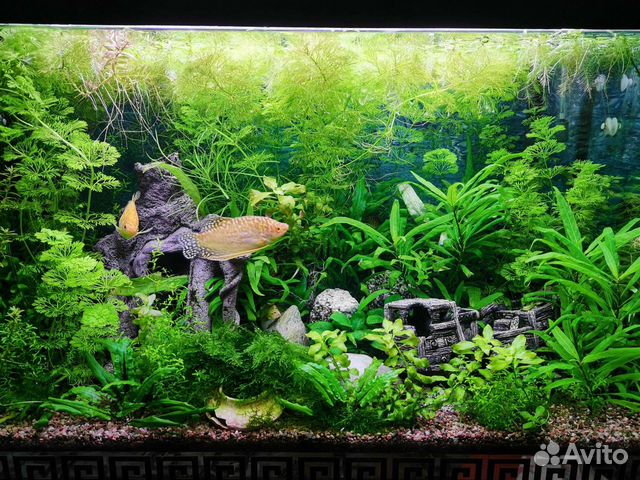 Аквариумные растения