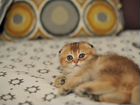 Шотландский вислоухий котенок золотои (кот) объявление продам