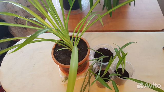 Хлорофитум