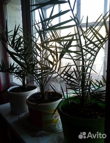 Пальма финиковая