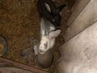 Кролики на завод и мясо объявление продам