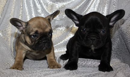 Французский бульдог