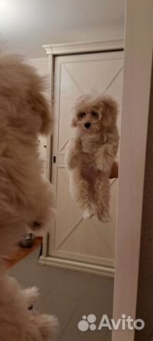 Щенки Мальтипу ф1