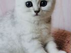 Продам котят серебристой британской шиншиллы