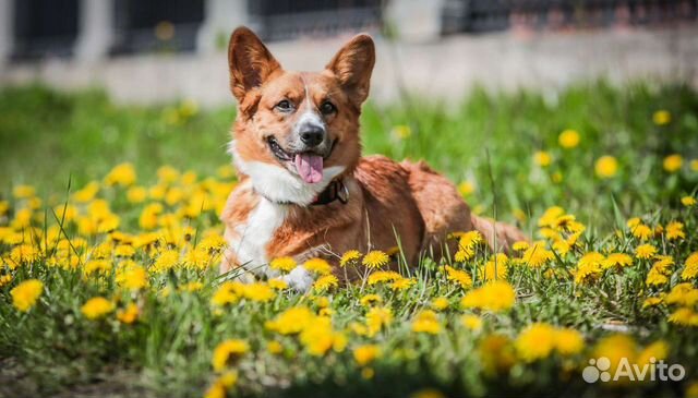 Вельш Корги Кардиган(Вязка)