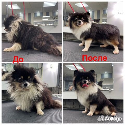 Грумер. Стрижка собак и кошек. Груминг. Линька