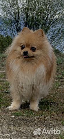 Кобель для вязки шпиц