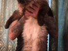 Сиамский чистокровный котенок мальчик объявление продам