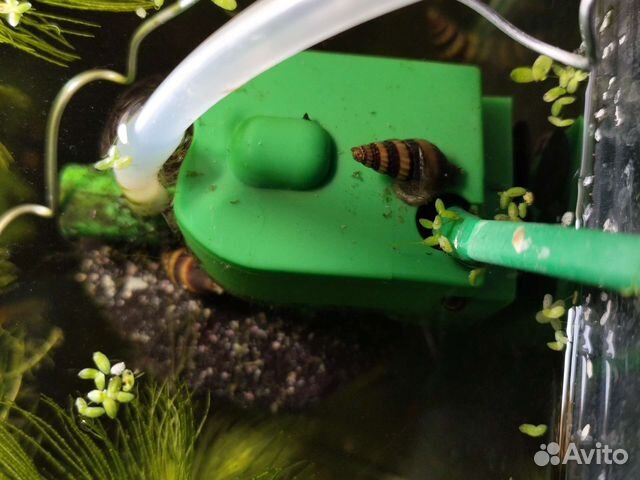 Аква растения, гуппи