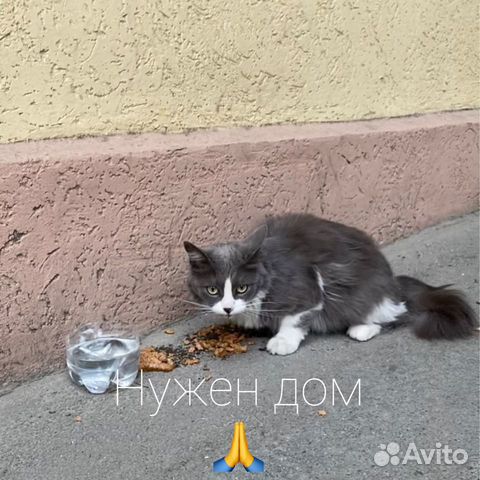 Котику нужен дом