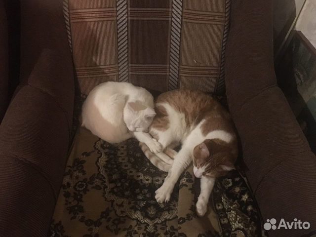 Профессиональная передержка кошек