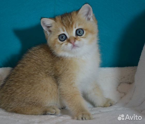 Золотые британцы