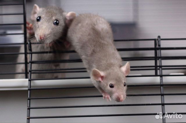 Крыса дамбо