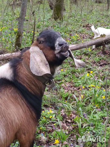 Коза Козёл Нубийский 100