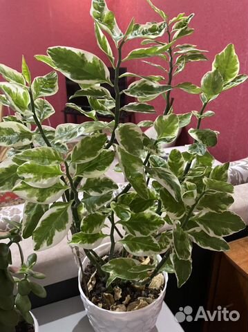 Педилантус (отростки)