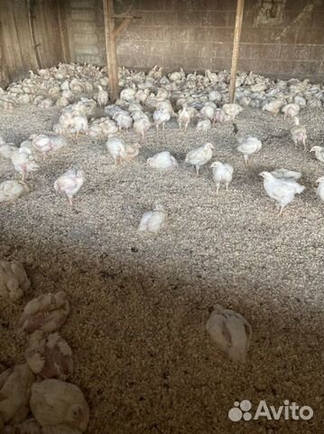 Бройлер живым весом