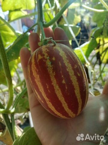 Сенмена Вьетнамской дыни