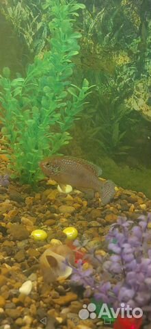 Цихлиды Хромис-красавец