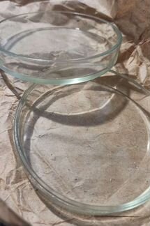 Чашка Петри