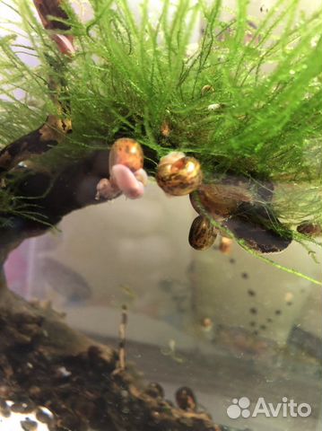 Улитки аквариумные катушки физы растения людвигия