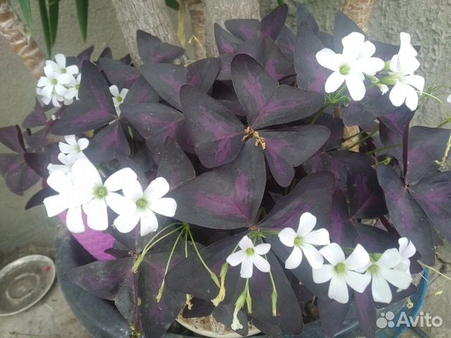 Цветок с красивыми Кислица бабочка оксализ