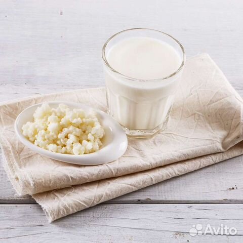 Кефирный Тибетский молочный гриб