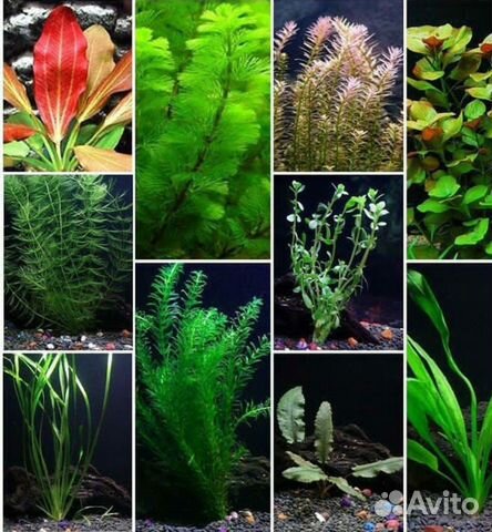 Растения для аквариума