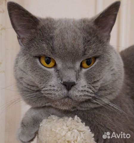 Красивый шотландский жених вязка